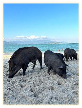 kohsamui.tours - Tours, Excursions, Sightseeing & Trips on Koh Samui 이미지