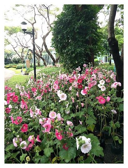 퀸시리킷 공원 이미지