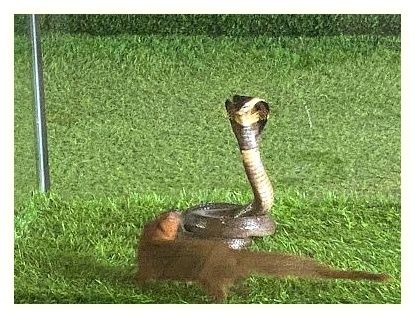 Cobra Show Thailand 이미지