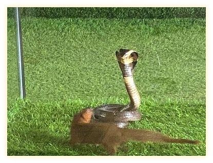 Cobra Show Thailand 이미지