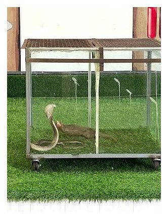 Cobra Show Thailand 이미지