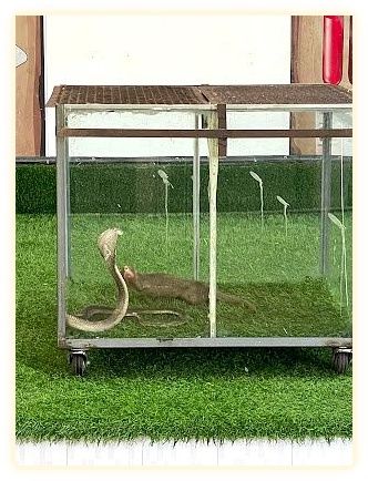 Cobra Show Thailand 이미지