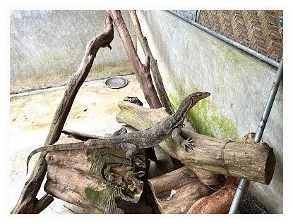 Cobra Show Thailand 이미지