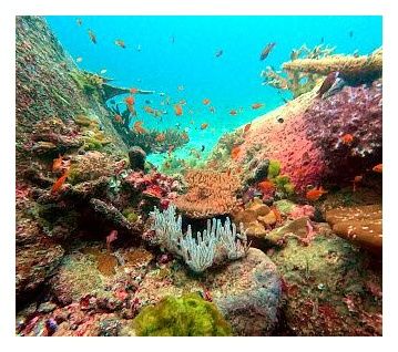 Deep Dive Center at Koh Tao Montra 이미지