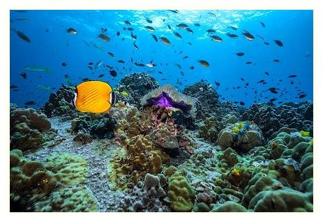 French Kiss Divers - Koh Tao 이미지
