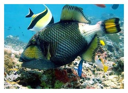 French Kiss Divers - Koh Tao 이미지