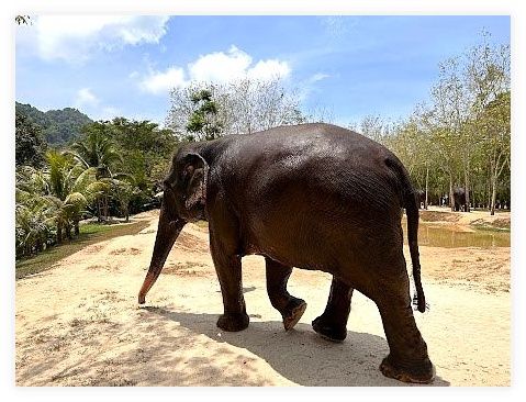 Green Elephant Sanctuary Park 이미지