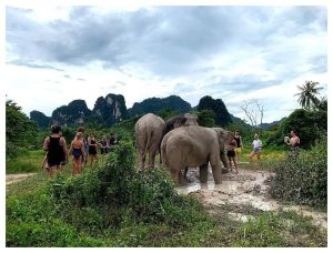 끄라비 코끼리 보호구역 Krabi Elephant Sanctuary 리얼 후기: 멸종위기 코끼리와 교감하는 특별한 경험, 태국 끄라비 여행 필수 코스 이미지