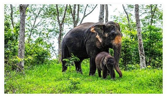 Phuket Elephant Care 이미지