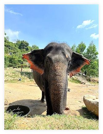 Phuket Elephant Care 이미지