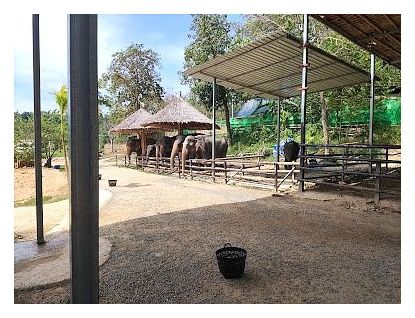 Phuket Elephant Care 이미지