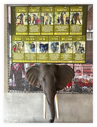Phuket Elephant Care 이미지