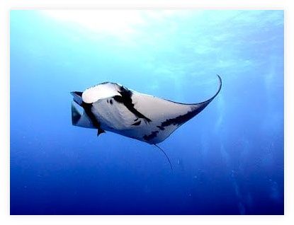 Sea Dragon Dive Center, Khao Lak 이미지