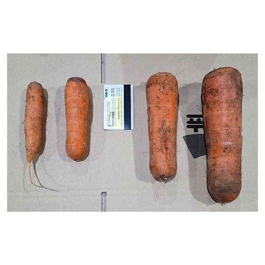 국내산 햇당근 흙당근 당근 사이즈별, 10kg (왕), 1개 이미지