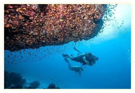 French Kiss Divers - Koh Tao 이미지