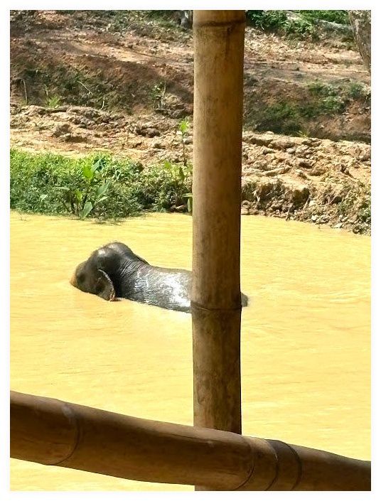 Hidden Forest Elephant Reserve - Sanctuary in Phuket 이미지