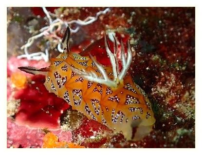 Khao Lak Explorer Diving Center: Similan Islands Liveaboard & Day Trips Richelieu Rock 이미지