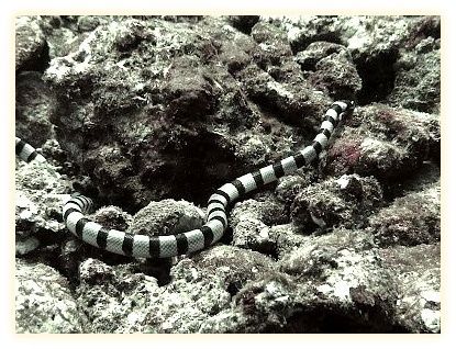Khao Lak Explorer Diving Center: Similan Islands Liveaboard & Day Trips Richelieu Rock 이미지
