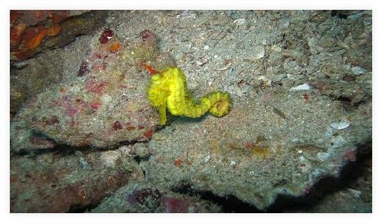 Khao Lak Explorer Diving Center: Similan Islands Liveaboard & Day Trips Richelieu Rock 이미지