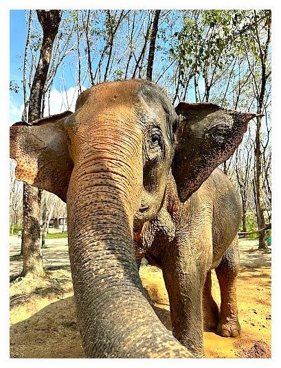 Khaolak Elephant Sanctuary 이미지