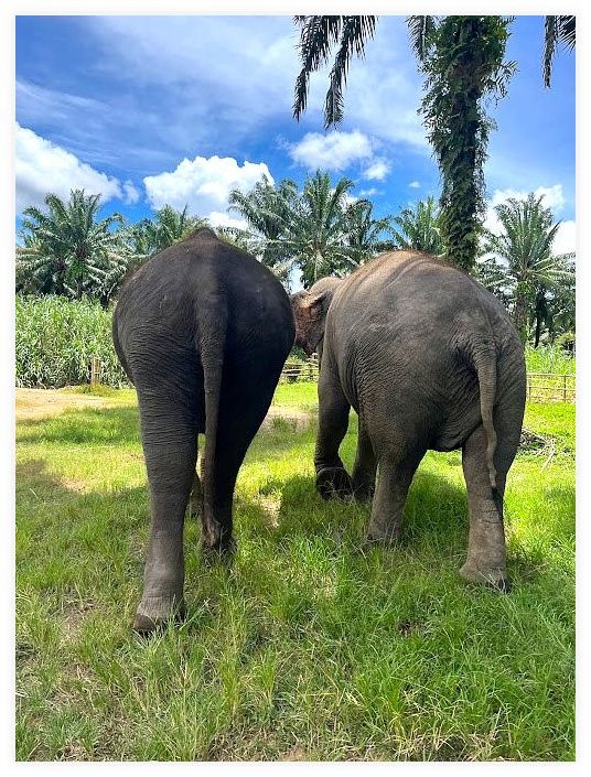 Krabi Elephant Sanctuary 이미지