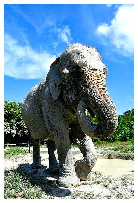 Krabi Elephant Sanctuary 이미지