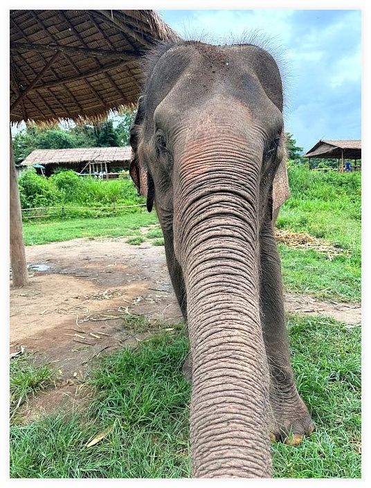 Living Green Elephant Sanctuary Office 이미지
