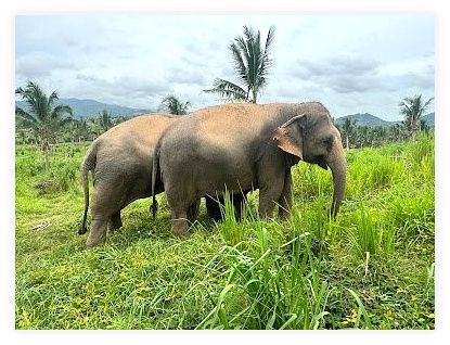 Living Green Elephant Sanctuary Office 이미지
