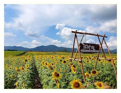 Lopburi Sunflower Field 이미지
