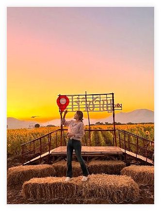 Lopburi Sunflower Field 이미지