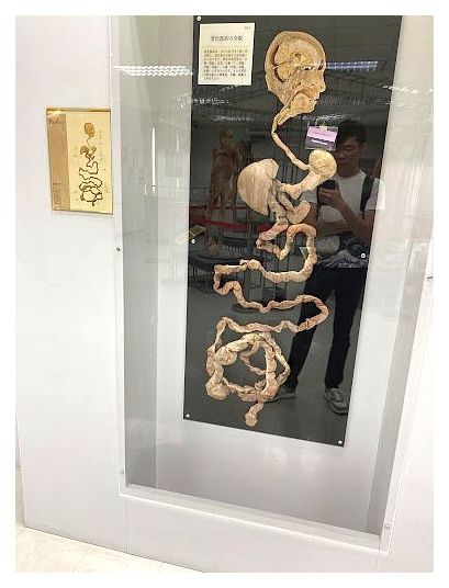 Museum of Human Body 이미지