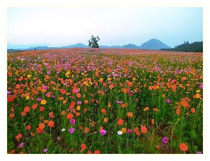 Singha Park 이미지