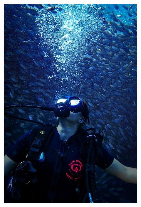 Taco Divers Koh Tao 이미지