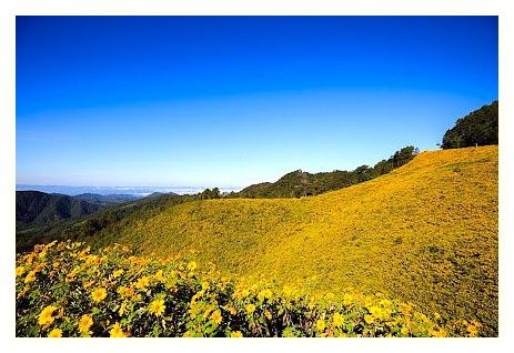 Thung Bua Tong Fields at Doi Mae U Kho 이미지
