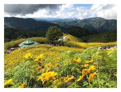 Thung Bua Tong Fields at Doi Mae U Kho 이미지
