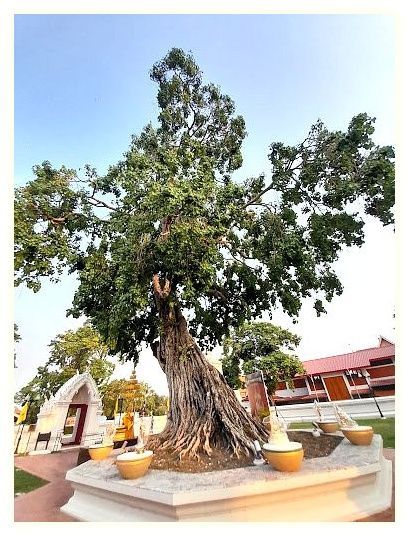 Wat Suwan Dararam Ratchaworawihan 이미지