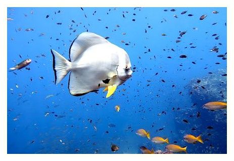 Wetzone Divers Khao Lak 이미지
