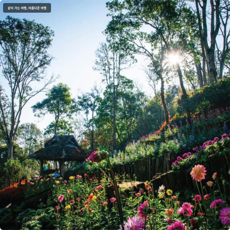 도이 퉁 로지 이미지