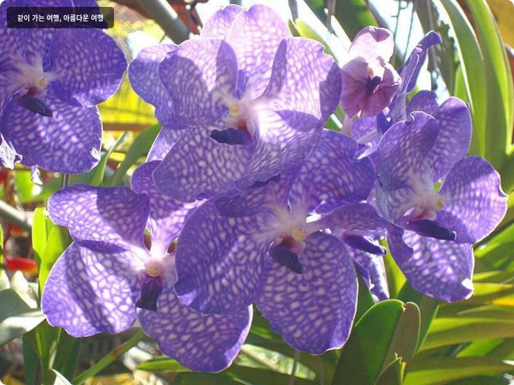 레알라와디 엣 더 비치 호텔 이미지